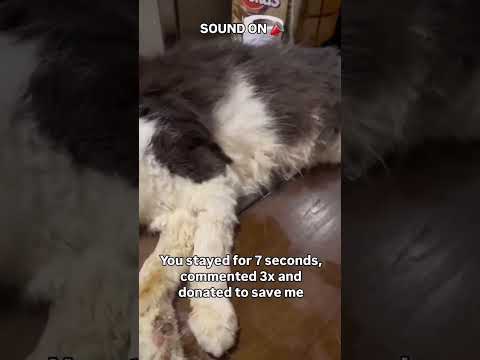 Donation link is in bio🙏❤️#NewYorkCity #LondonLife #LosAngeles #CanadaLife #GlobalVibes