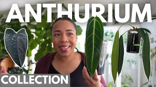 My FIRST Anthurium collection video|| A new genus to explore 🪴