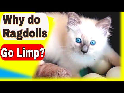 Why Do Ragdoll Cats Go Limp? Top Ragdoll Cat Questions Answered Here