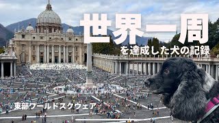 【お散歩スポット巡り#48】世界一周した犬！東部ワールドスクウェア　イングリッシュコッカースパニエル「みみ」 の気持ち