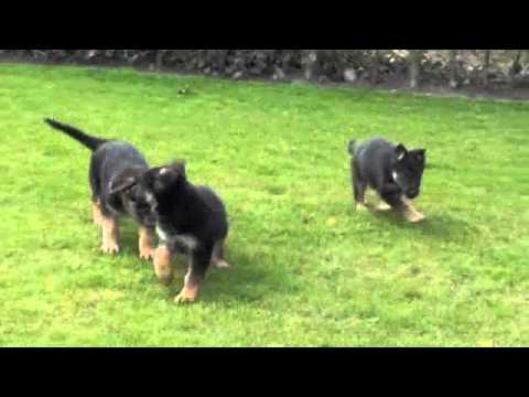 download lagu mp3 mp4 Duitse Herder Pups, download lagu Duitse Herder Pups gratis, unduh video klip Duitse Herder Pups