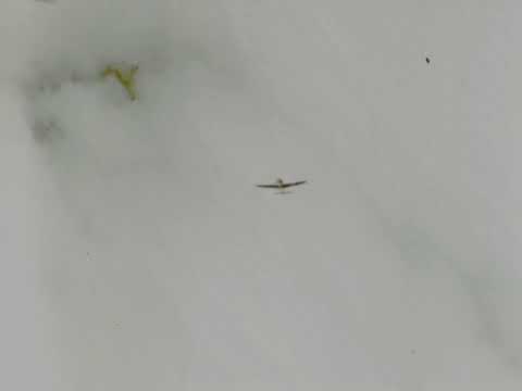 WWII Triple Ace Bud Anderson gun camera film - 8 May 1944.