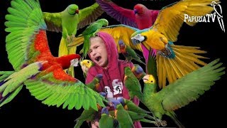 Are Parrots Dangerous? - Part 2