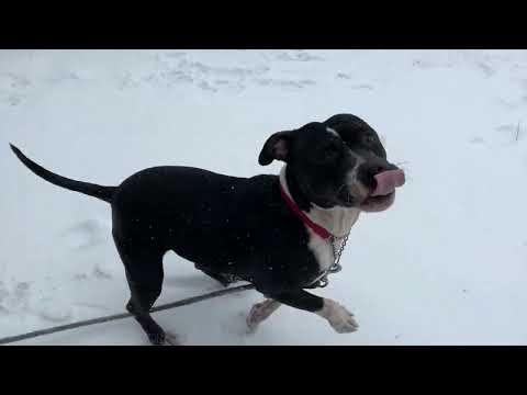 #1 Taylor, an adoptable Pit Bull Terrier Mix in New Haven, CT_image-1