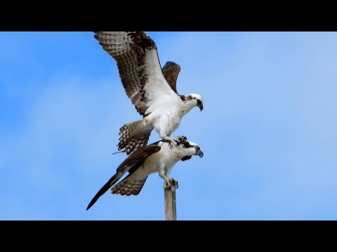 Osprey Courtship