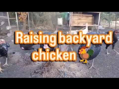 EP 7 - Raising backyard chicken #poultrylife