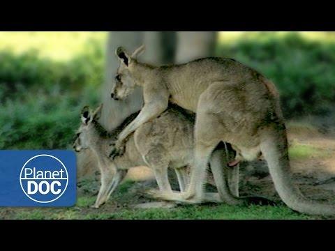 Animals Mating