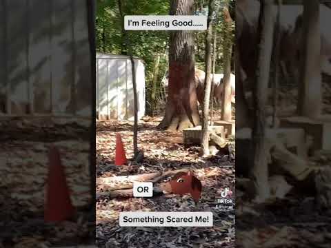 Run Pony Run….#trimzz #horserunning #horses #minidonkey #donkey #appaloosa #farm #rooster #fabric