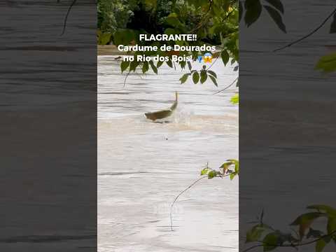 🎥 FLAGRANTE INÉDITO NO RIO DOS BOIS! 🐟🔥Você já viu um cardume de dourados assim? 😱