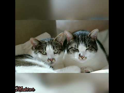 #all_animals #muktar