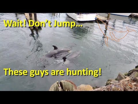 Orcas Hunting in Thieves Bay