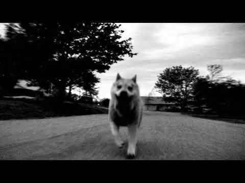 The Tale of Pupperoo - An Original Silent Video for Where Is My Mind by the Pixies (Fixed Video/RU)