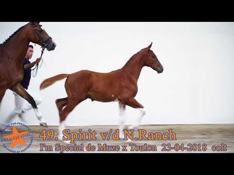 49 Spirit v d N Ranch v. I’m Special de Muze x Toulon www.prinsjesdag.eu