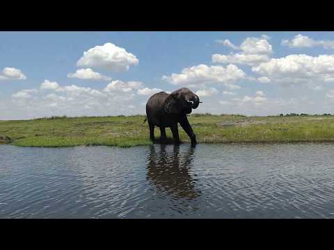 The Land of the Giants- Elephants of Chobe National Park
