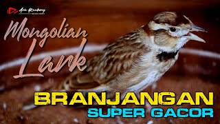 Download lagu BRANJANGAN MONGOL SUPER GACOR FUL MATERI _ MONGOLIAN LARK _ mp3