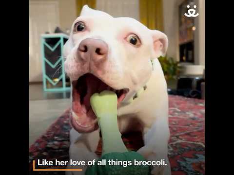 "Serious" dog shows goofy side and surprises everyone!