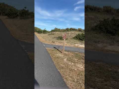 Little beach deer in the high dunes of Frisco!