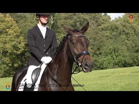 29 Damona v. Damon - Metteur  *MARBACHER WOCHENENDE 2020*