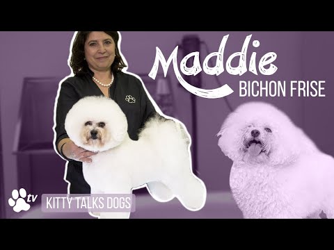 Kitty Talks Dogs: grooming Maddie the Bichon Frisé | TRANSGROOM