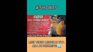 Download lagu Masteran Tembakan Burcil Untuk Murai#shorts #masteranburungkecil #masteranburcil #masteranmuraibatu mp3 Download lagu Masteran Tembakan Burcil Untuk Murai#shorts #masteranburungkecil #masteranburcil #masteranmuraibatu mp3