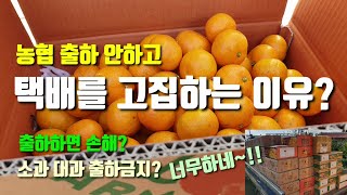 농협에 출하면 손해? 농산물 택배(직거래)를 고집하는 이유? 감귤농사 귀농귀촌 먹고살기 힘드네요.