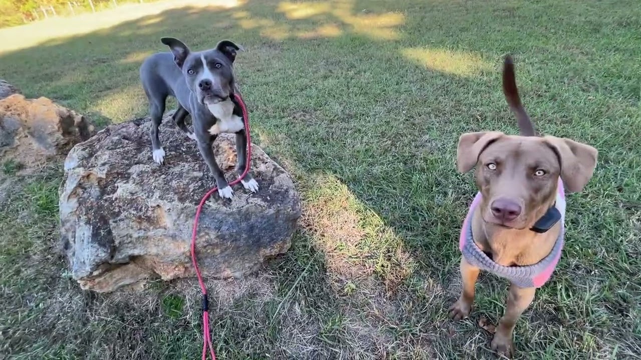 Enlarge SUE ELLEN, a Adoptable mixed breed in Alpharetta, GA video 6/6