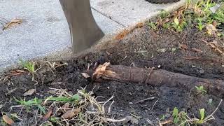 Removing roots growing under the sidewalk |  BROOT BAR
