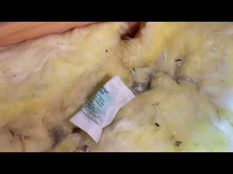 Attic Infested with Mice in Rumson, NJ