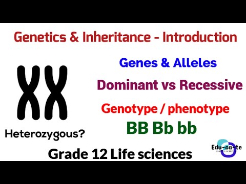 Genetics and inheritance  - Grade 12 Life sciences