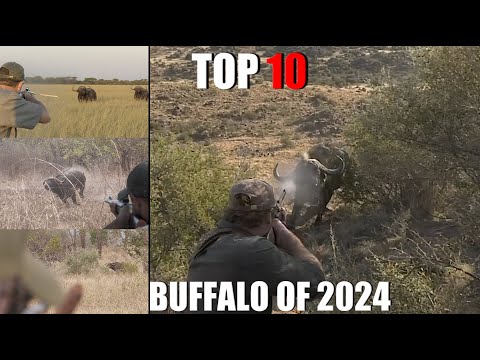 Top 10 Cape Buffalo Hunts of 2024