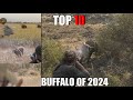 Top 10 Cape Buffalo Hunts Of 2024