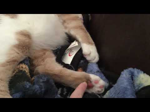 Kitty hates toes being touched!