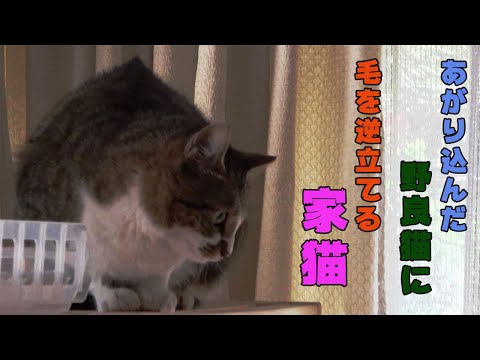 あがりこんできた野良猫に毛を逆立てる家猫　pet cat's hair standing upside down against stray cat coming into my house