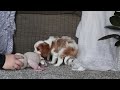 Cavalier King Charles Spaniel dogs for sale: Gypsy - Video 1