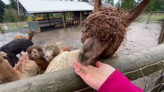 アルパカファームで興奮する大人たちと餌に興奮するアルパカたち