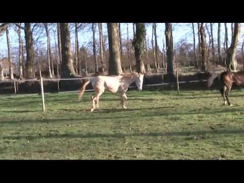 course Serina Bogdana la suite 2