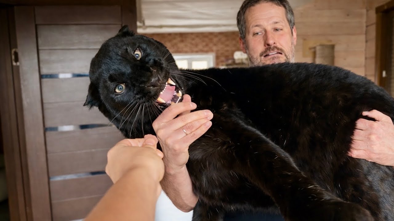 We weighed Luna the panther after winter and were a bit shocked 🙈 (ENG SUB)
