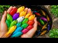 Catch Beautiful Aquarium Fish In Small Pond Baby Turtles Platy Fish Glass Fish Colorful Turtles