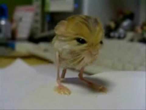 Cute Pygmy Jerboa