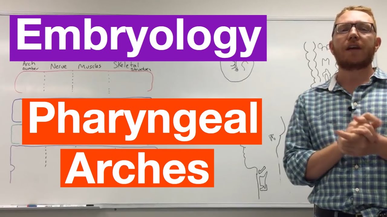 Pharyngeal arches | Embryology