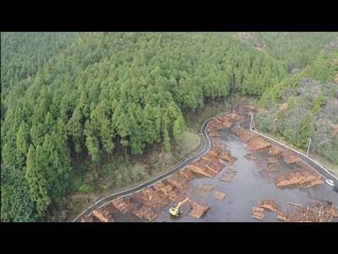 Renaissance pour les forêts du Japon / Japan Video Topics