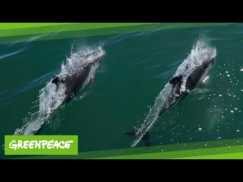 Der gemeine Delfin | Greenpeace