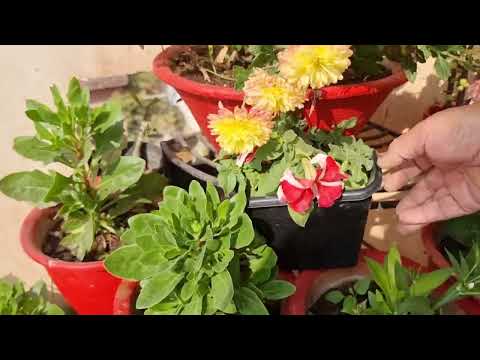 Weekly Winter Gardening Works || Fun Gardening