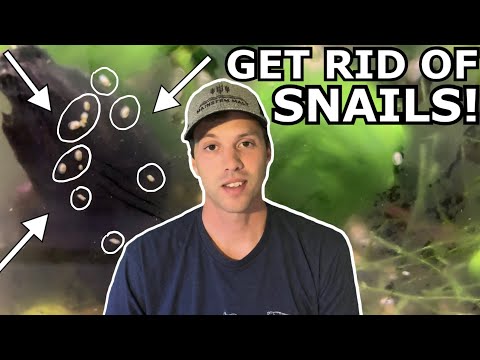 YouTube video about: Will snails eat fish eggs?