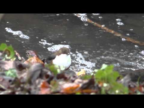 dipper - Cinclus cinclus