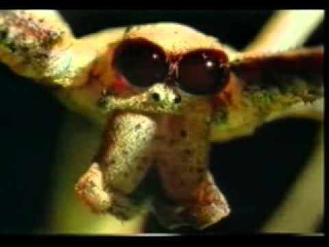 Per njerezit qe mendojne - II - Krijesat e habitshme II - Harun Yahya