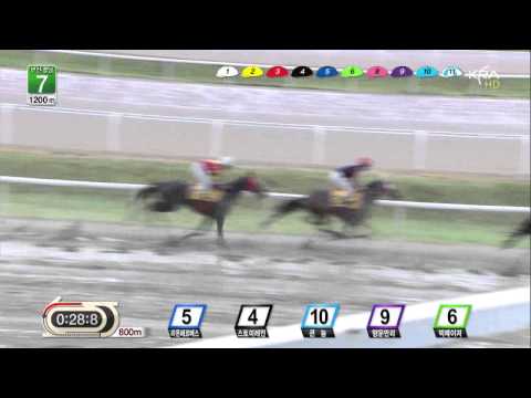 Busan Race 7 - August 23, 2013 - Korea King (Joe Fujii)