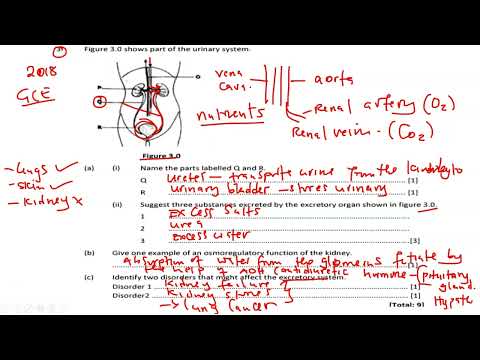 biology paper 2 || Excretion exam questions || well explained