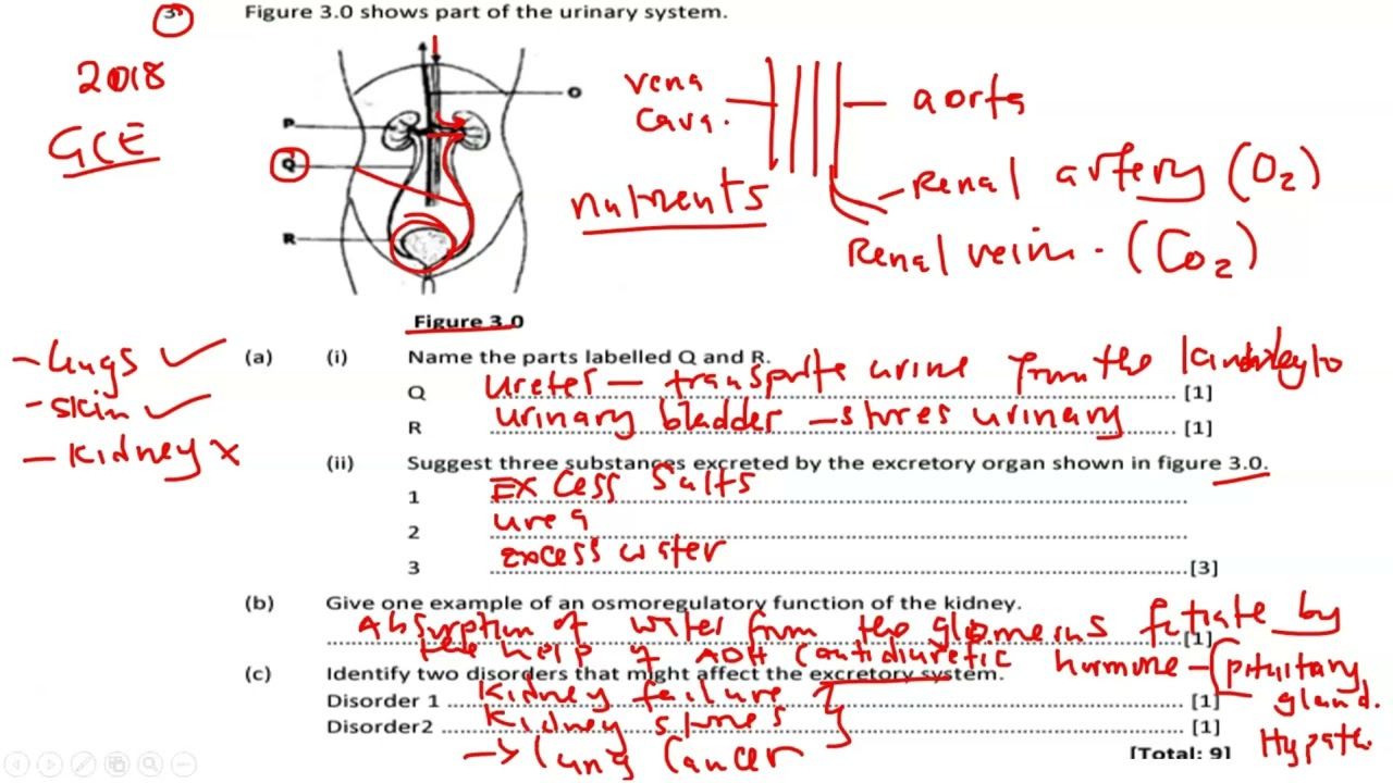 biology paper 2 || Excretion exam questions || well explained
