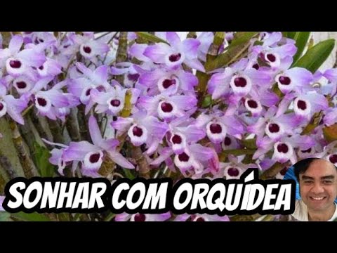 , title : 'Sonhar com orquídea'